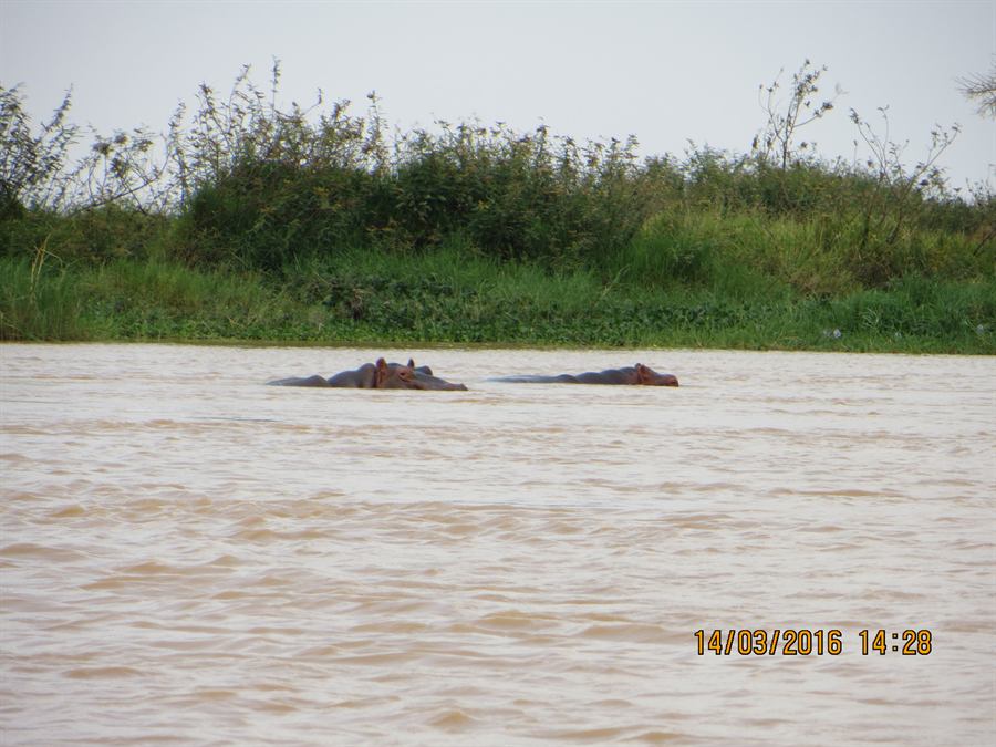 Des hippopotames dans le fleuve Niger